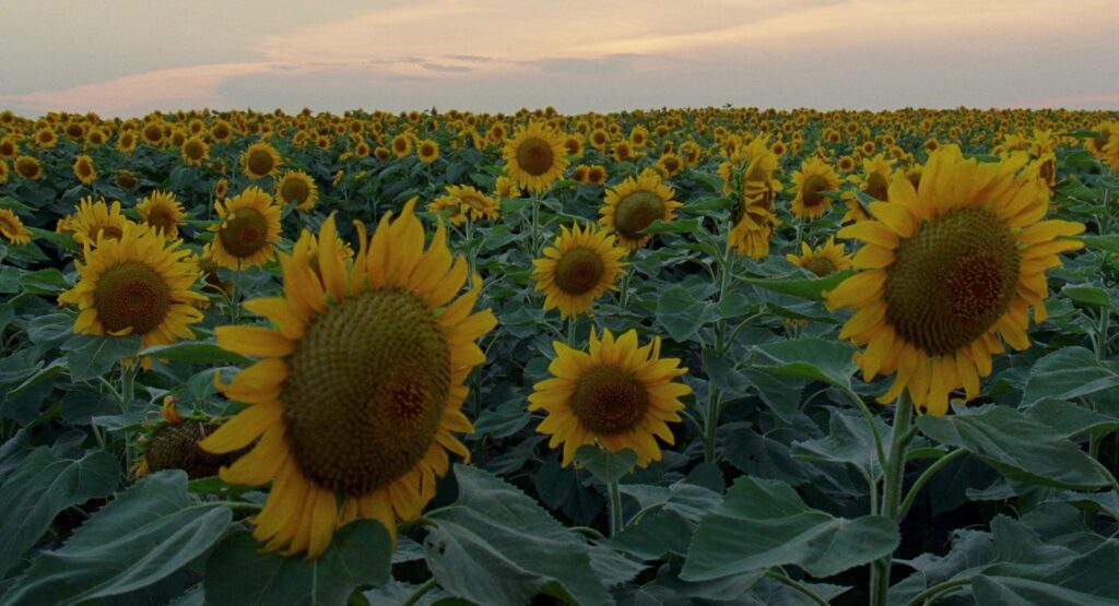 A field of sunflowers glows in golden light in The Tree of Life (2011).